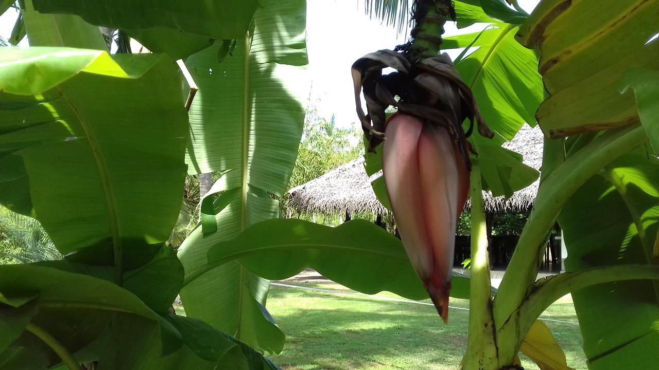 Chillenjoy Cabanas & Restaurant Tangalle Ngoại thất bức ảnh